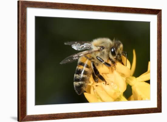 USA, California. Honey bee on flower.-Jaynes Gallery-Framed Premium Photographic Print