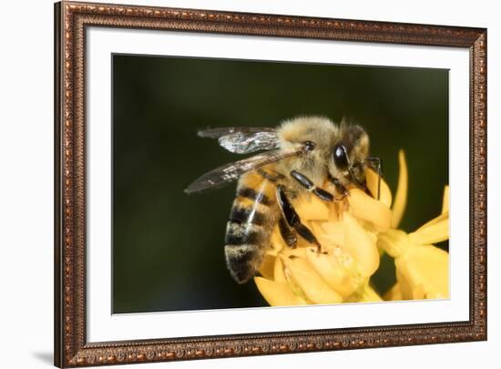 USA, California. Honey bee on flower.-Jaynes Gallery-Framed Premium Photographic Print