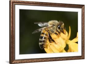 USA, California. Honey bee on flower.-Jaynes Gallery-Framed Premium Photographic Print