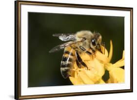 USA, California. Honey bee on flower.-Jaynes Gallery-Framed Premium Photographic Print