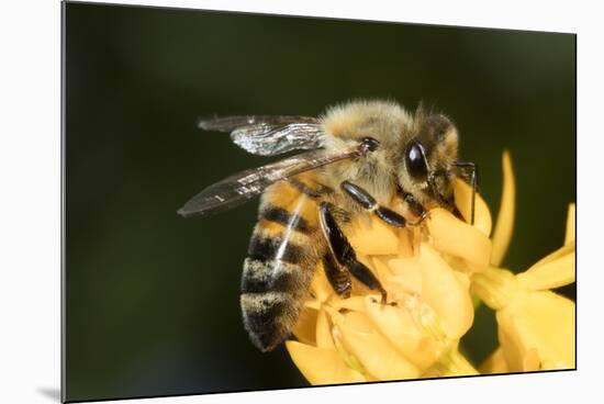USA, California. Honey bee on flower.-Jaynes Gallery-Mounted Premium Photographic Print