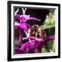 USA, California. Honey bee on flower.-Jaynes Gallery-Framed Photographic Print