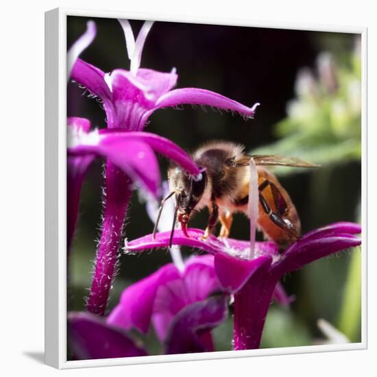 USA, California. Honey bee on flower.-Jaynes Gallery-Framed Photographic Print