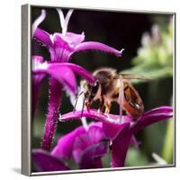 USA, California. Honey bee on flower.-Jaynes Gallery-Framed Photographic Print