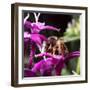 USA, California. Honey bee on flower.-Jaynes Gallery-Framed Photographic Print