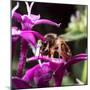 USA, California. Honey bee on flower.-Jaynes Gallery-Mounted Photographic Print