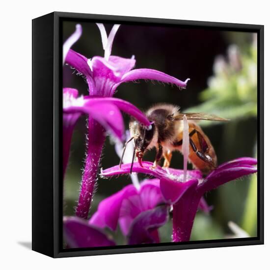 USA, California. Honey bee on flower.-Jaynes Gallery-Framed Stretched Canvas