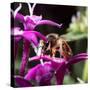 USA, California. Honey bee on flower.-Jaynes Gallery-Stretched Canvas