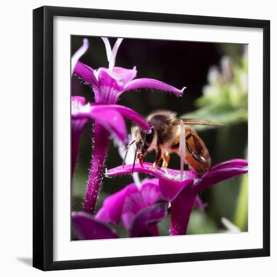 USA, California. Honey bee on flower.-Jaynes Gallery-Framed Premium Photographic Print