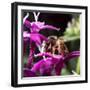 USA, California. Honey bee on flower.-Jaynes Gallery-Framed Premium Photographic Print