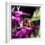 USA, California. Honey bee on flower.-Jaynes Gallery-Framed Premium Photographic Print