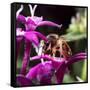 USA, California. Honey bee on flower.-Jaynes Gallery-Framed Stretched Canvas