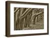 Usa, California. Huge cypress trees grow in a line near a Point Reyes road.-Betty Sederquist-Framed Photographic Print