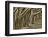 Usa, California. Huge cypress trees grow in a line near a Point Reyes road.-Betty Sederquist-Framed Photographic Print