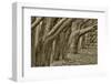 Usa, California. Huge cypress trees grow in a line near a Point Reyes road.-Betty Sederquist-Framed Photographic Print