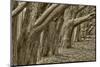 Usa, California. Huge cypress trees grow in a line near a Point Reyes road.-Betty Sederquist-Mounted Photographic Print