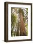 USA, California, Humboldt Redwoods State Park. Looking up at coastal redwood trees.-Jaynes Gallery-Framed Photographic Print