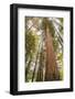 USA, California, Humboldt Redwoods State Park. Looking up at coastal redwood trees.-Jaynes Gallery-Framed Photographic Print
