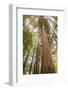 USA, California, Humboldt Redwoods State Park. Looking up at coastal redwood trees.-Jaynes Gallery-Framed Photographic Print