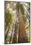 USA, California, Humboldt Redwoods State Park. Looking up at coastal redwood trees.-Jaynes Gallery-Mounted Photographic Print