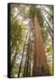 USA, California, Humboldt Redwoods State Park. Looking up at coastal redwood trees.-Jaynes Gallery-Framed Stretched Canvas