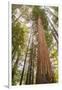 USA, California, Humboldt Redwoods State Park. Looking up at coastal redwood trees.-Jaynes Gallery-Framed Photographic Print