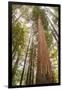 USA, California, Humboldt Redwoods State Park. Looking up at coastal redwood trees.-Jaynes Gallery-Framed Photographic Print