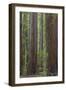 USA, California, Humboldt Redwoods State Park. Redwood tree scenic.-Jaynes Gallery-Framed Photographic Print