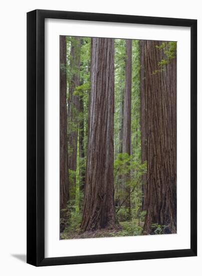 USA, California, Humboldt Redwoods State Park. Redwood tree scenic.-Jaynes Gallery-Framed Photographic Print