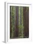 USA, California, Humboldt Redwoods State Park. Redwood tree scenic.-Jaynes Gallery-Framed Photographic Print