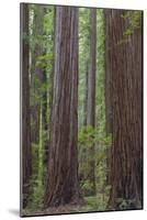 USA, California, Humboldt Redwoods State Park. Redwood tree scenic.-Jaynes Gallery-Mounted Photographic Print