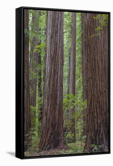 USA, California, Humboldt Redwoods State Park. Redwood tree scenic.-Jaynes Gallery-Framed Stretched Canvas