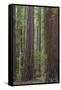 USA, California, Humboldt Redwoods State Park. Redwood tree scenic.-Jaynes Gallery-Framed Stretched Canvas