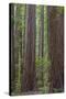 USA, California, Humboldt Redwoods State Park. Redwood tree scenic.-Jaynes Gallery-Stretched Canvas