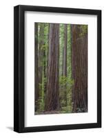 USA, California, Humboldt Redwoods State Park. Redwood tree scenic.-Jaynes Gallery-Framed Photographic Print