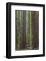 USA, California, Humboldt Redwoods State Park. Redwood tree scenic.-Jaynes Gallery-Framed Photographic Print