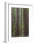 USA, California, Humboldt Redwoods State Park. Redwood tree scenic.-Jaynes Gallery-Framed Photographic Print