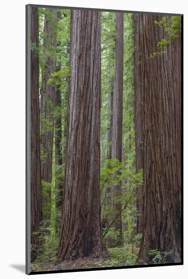 USA, California, Humboldt Redwoods State Park. Redwood tree scenic.-Jaynes Gallery-Mounted Photographic Print