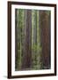 USA, California, Humboldt Redwoods State Park. Redwood tree scenic.-Jaynes Gallery-Framed Photographic Print