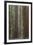 USA, California, Humboldt Redwoods State Park. Redwood tree scenic.-Jaynes Gallery-Framed Photographic Print