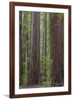 USA, California, Humboldt Redwoods State Park. Redwood tree scenic.-Jaynes Gallery-Framed Premium Photographic Print