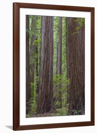 USA, California, Humboldt Redwoods State Park. Redwood tree scenic.-Jaynes Gallery-Framed Premium Photographic Print