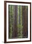 USA, California, Humboldt Redwoods State Park. Redwood tree scenic.-Jaynes Gallery-Framed Premium Photographic Print