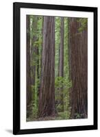 USA, California, Humboldt Redwoods State Park. Redwood tree scenic.-Jaynes Gallery-Framed Premium Photographic Print