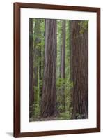 USA, California, Humboldt Redwoods State Park. Redwood tree scenic.-Jaynes Gallery-Framed Premium Photographic Print