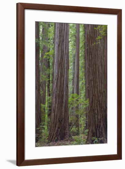 USA, California, Humboldt Redwoods State Park. Redwood tree scenic.-Jaynes Gallery-Framed Premium Photographic Print