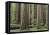 USA, California, Humboldt Redwoods State Park. Redwood tree scenic.-Jaynes Gallery-Framed Stretched Canvas