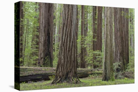 USA, California, Humboldt Redwoods State Park. Redwood tree scenic.-Jaynes Gallery-Stretched Canvas