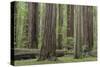 USA, California, Humboldt Redwoods State Park. Redwood tree scenic.-Jaynes Gallery-Stretched Canvas