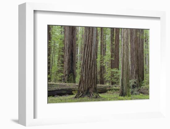 USA, California, Humboldt Redwoods State Park. Redwood tree scenic.-Jaynes Gallery-Framed Photographic Print